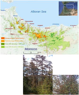 Microrefugia, Climate Change, and Conservation of Cedrus atlantica in the Rif Mountains, Morocco